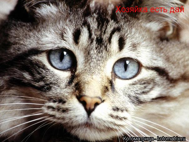 Хозяйка есть дай... Котоматрица: Хозяйка есть дай