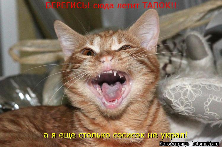 Котоматрица: БЕРЕГИСЬ! сюда летит ТАПОК!! а я еще столько сосисок не украл!