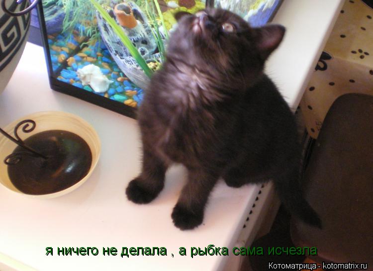 Котоматрица: я ничего не делала , а рыбка сама исчезла