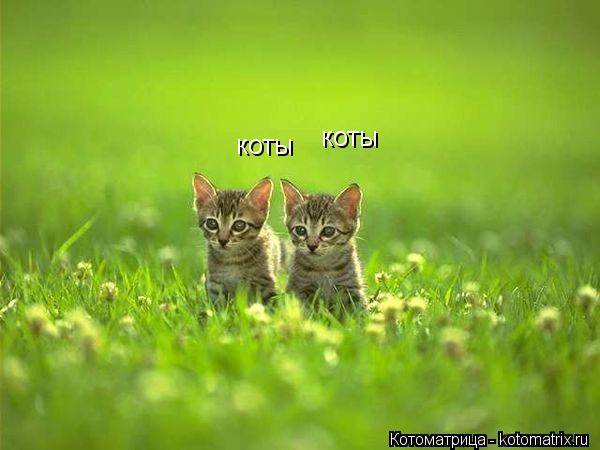 Котоматрица: коты коты