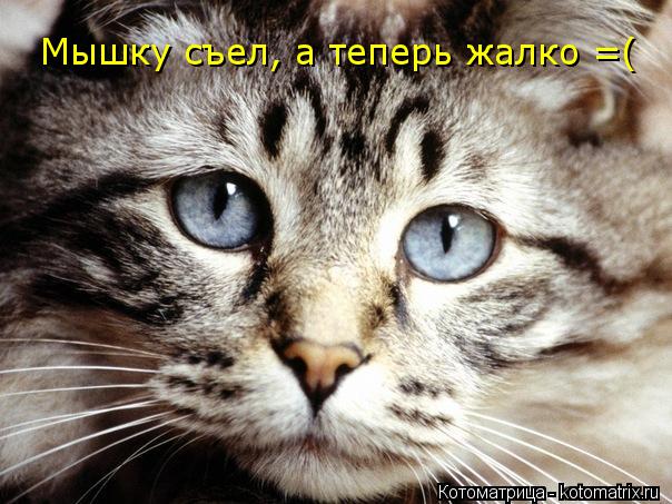 Котоматрица: Мышку съел, а теперь жалко =(