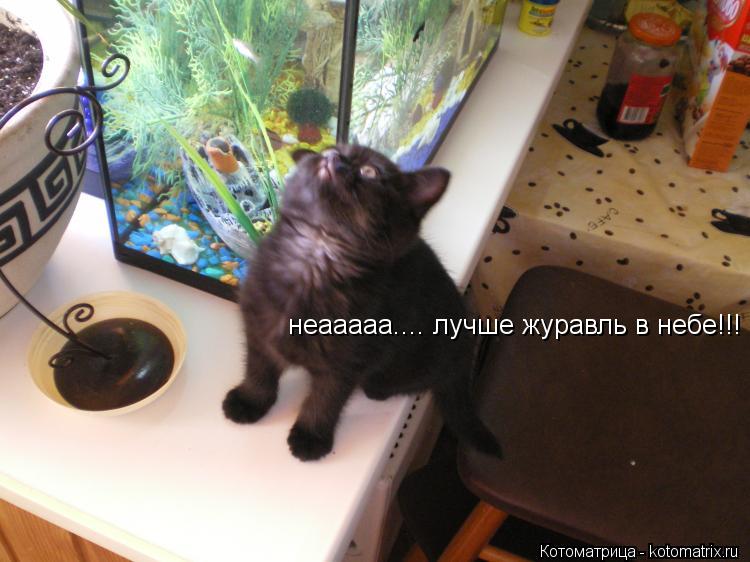 Котоматрица: неааааа.... лучше журавль в небе!!!