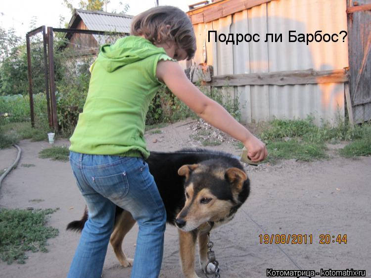 Котоматрица: Подрос ли Барбос?
