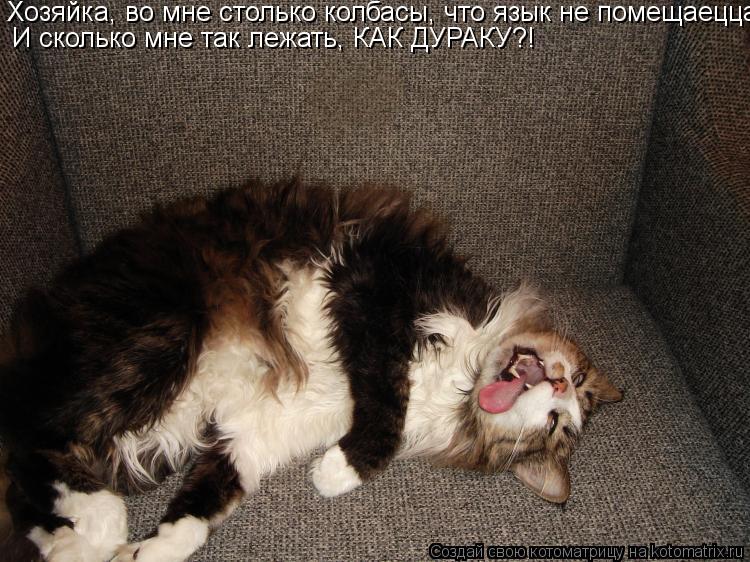 Котоматрица: Хозяйка, во мне столько колбасы, что язык не помещаецца...  И сколько мне так лежать, КАК ДУРАКУ?!