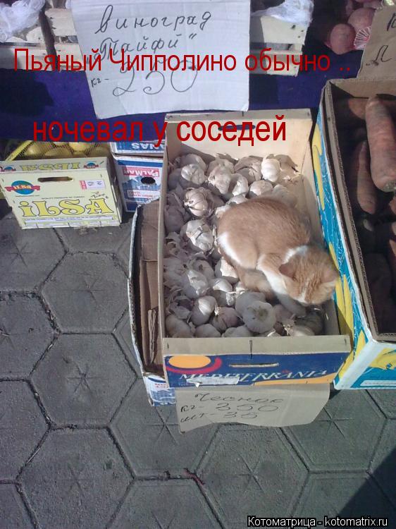 Котоматрица: ночевал у соседей Пьяный Чипполино обычно ..