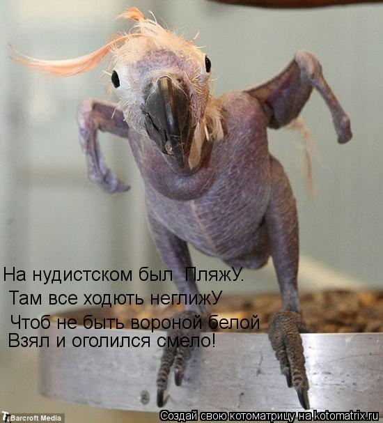 Котоматрица: На нудистском был  ПляжУ. Там все ходють неглижУ Чтоб не быть вороной белой Взял и оголился смело!
