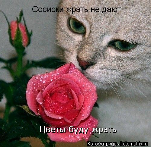 Котоматрица: Сосиски жрать не дают Цветы буду жрать