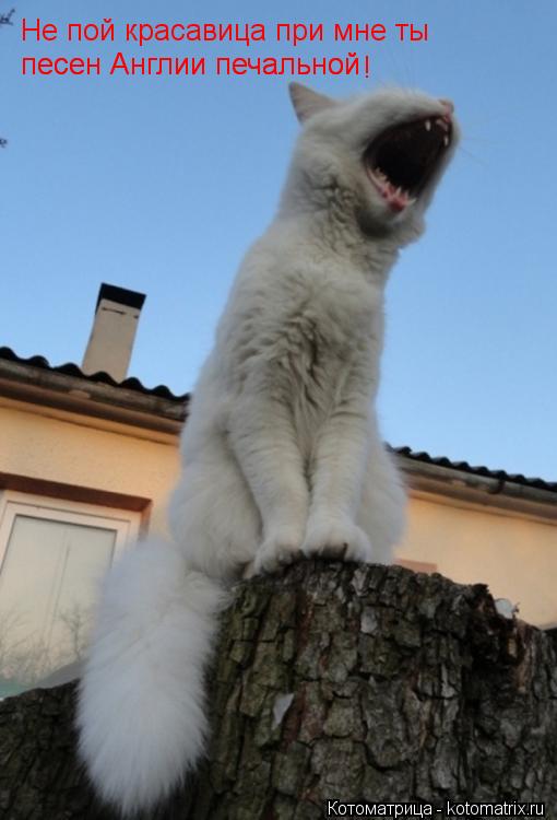 Котоматрица: Не пой красавица при мне ты песен Англии печальной ! песен Англии печальной