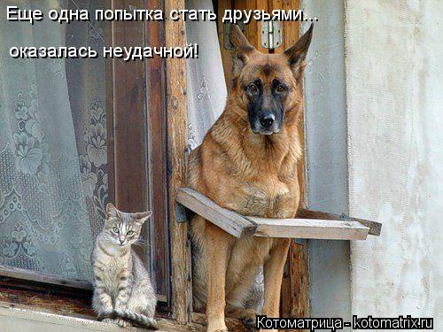 Котоматрица: Еще одна попытка стать друзьями... оказалась неудачной!