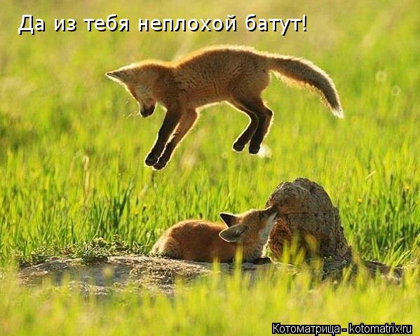 Котоматрица: Да из тебя неплохой батут!