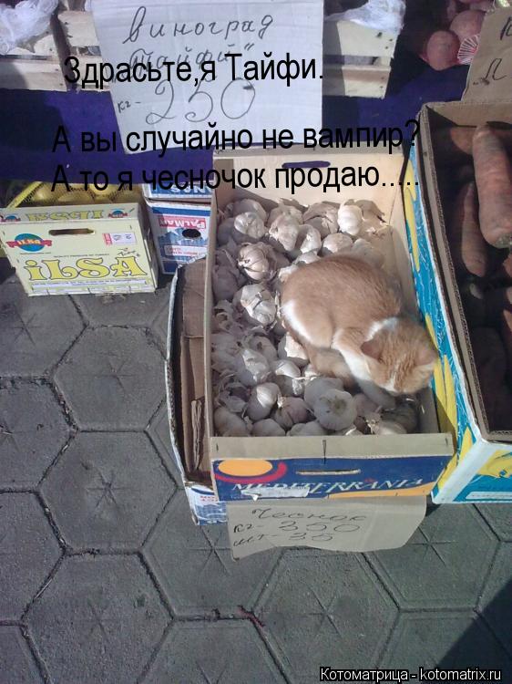 Котоматрица: Здрасьте,я Тайфи. А вы случайно не вампир? А то я чесночок продаю.....
