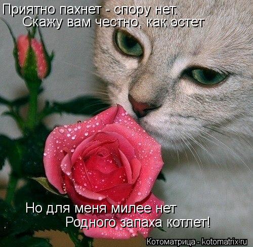 Котоматрица: Скажу вам честно, как эстет Но для меня милее нет Родного запаха котлет! Приятно пахнет - спору нет.