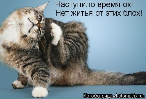 Котоматрица: Наступило время ох! Нет житья от этих блох!