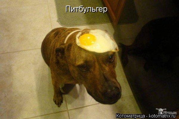 Котоматрица: Питбульгер