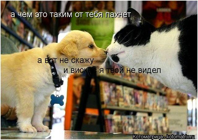 Котоматрица: а чем это таким от тебя пахнет а вот не скажу и вискас я твой не видел