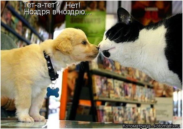 Котоматрица: Тет-а-тет? Нет! Ноздря в ноздрю...