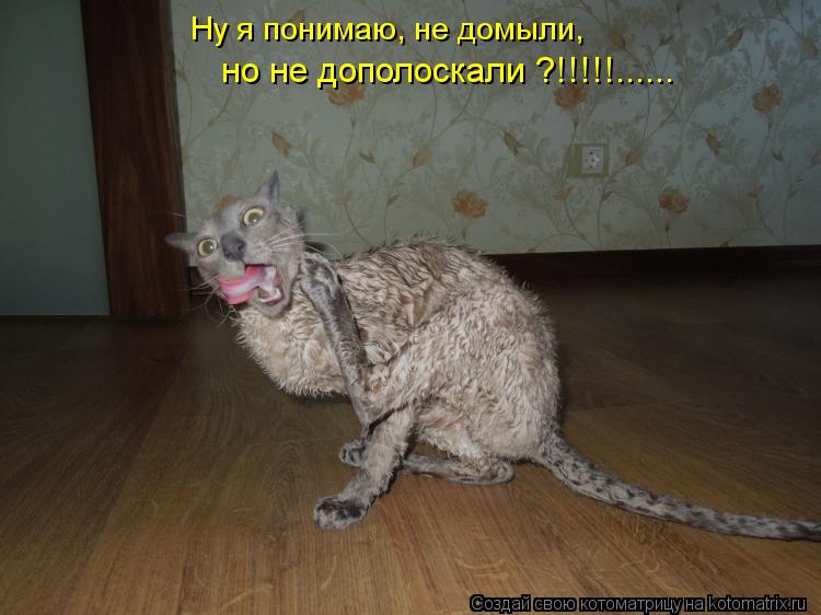 Котоматрица: Ну я понимаю, не домыли,  но не дополоскали ?!!!!!......