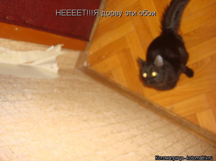 Котоматрица: НЕЕЕЕТ!!!Я дорву эти обои