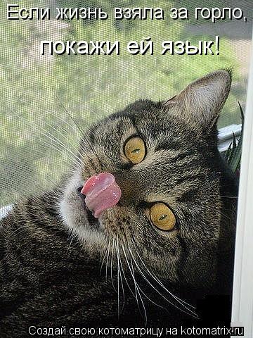 Котоматрица: Если жизнь взяла за горло, покажи ей язык!