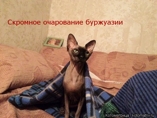 Котоматрица: Скромное очарование буржуазии