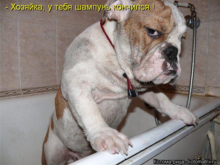 Котоматрица: - Хозяйка, у тебя шампунь кончился ! - Хозяйка, у тебя шампунь кончился !
