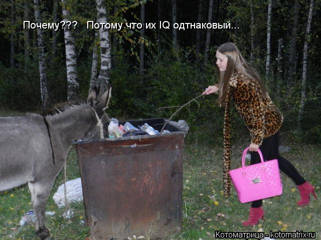 Котоматрица: Почему???   Потому что их IQ одтнаковый...