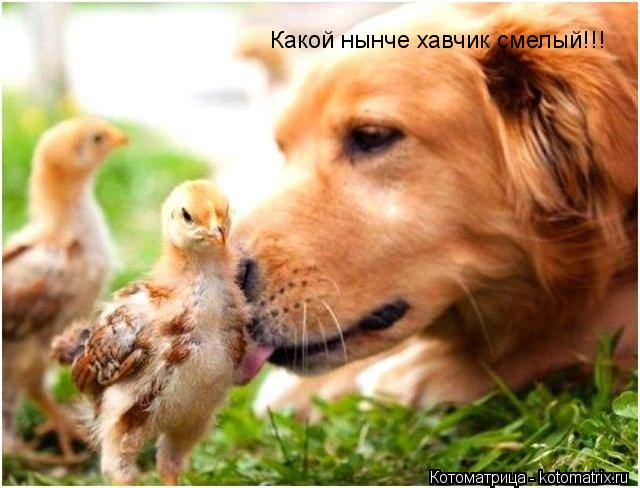 Котоматрица: Какой нынче хавчик смелый!!!
