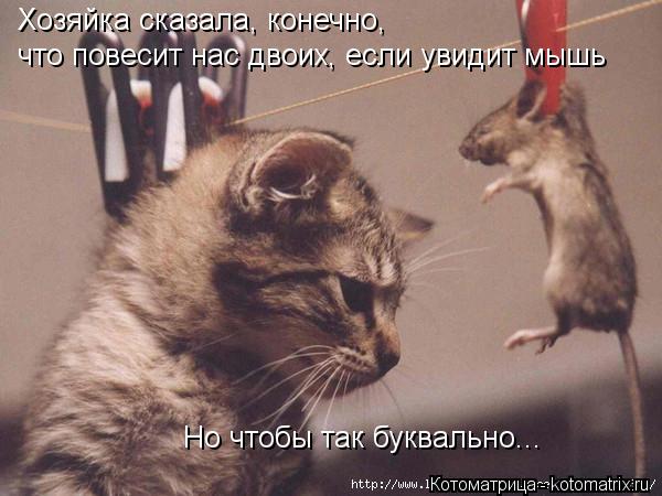 Котоматрица: Хозяйка сказала, конечно,  что повесит нас двоих, если увидит мышь Но чтобы так буквально...
