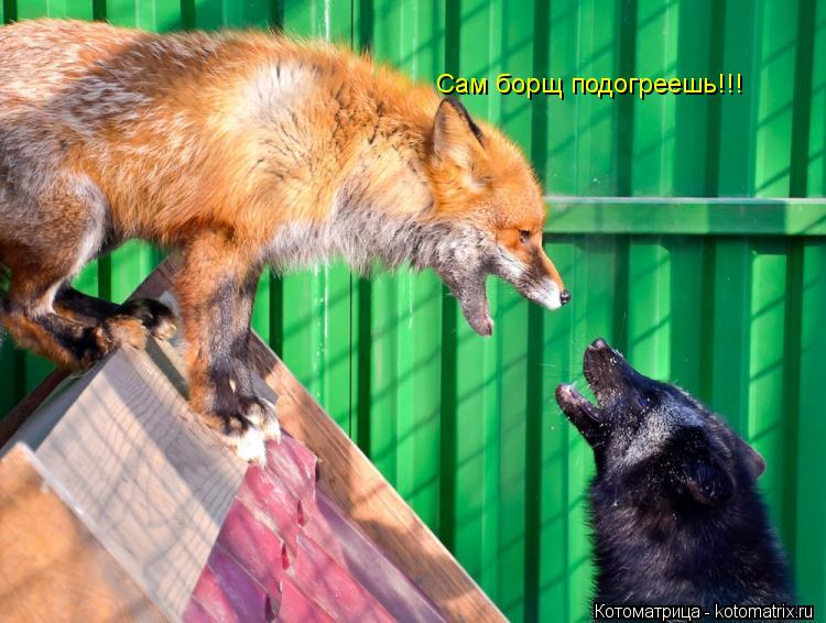 Котоматрица: Сам борщ подогреешь!!!
