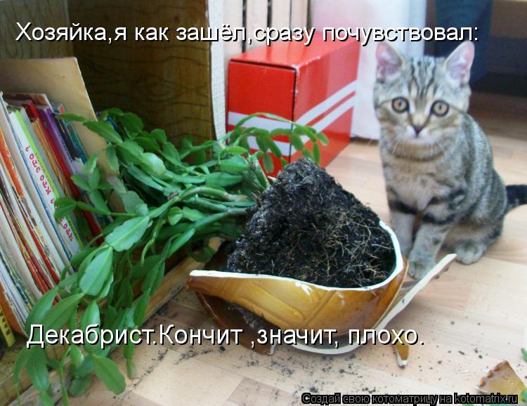 Хозяйка,я как зашёл,сразу почувствовал: Декабрист.Кончит ,значит, плохо.... Котоматрица: Хозяйка,я как зашёл,сразу почувствовал: Декабрист.Кончит ,значит, плохо.