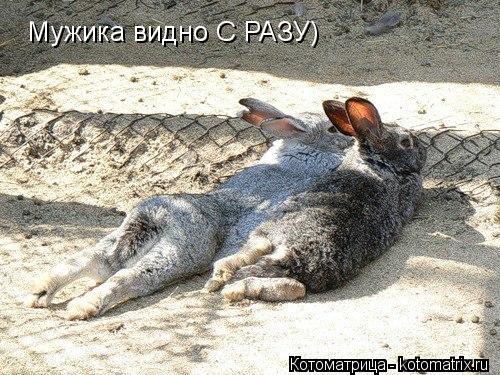 Котоматрица: Мужика видно С РАЗУ)