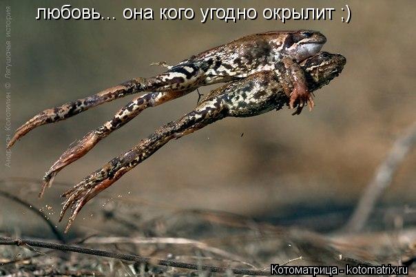 Котоматрица: любовь... она кого угодно окрылит ;)