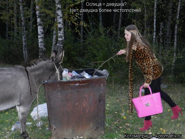 Котоматрица: Ослица = девушка? Нет, девушка более чистоплотней.