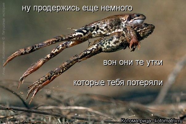 Котоматрица: ну продержись еще немного вон они те утки которые тебя потеряли