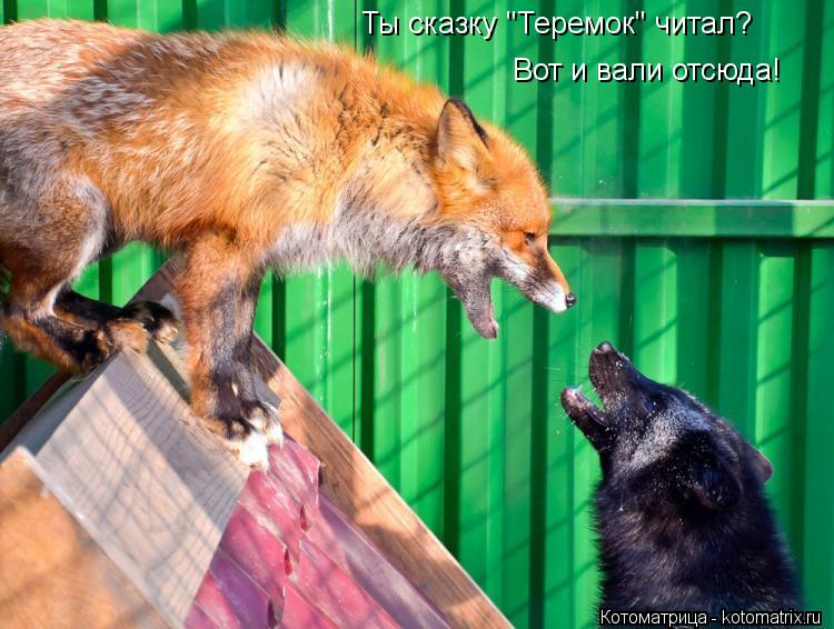 Котоматрица: Ты сказку "Теремок" читал? Вот и вали отсюда!