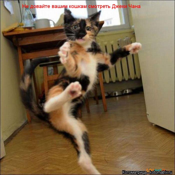 Котоматрица: Не довайте вашим кошкам смотреть Джеки Чана