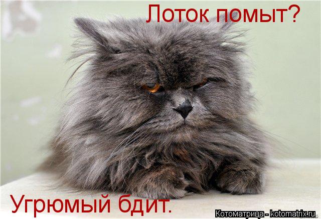 Котоматрица: Лоток помыт? Угрюмый бдит.