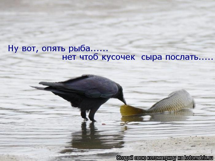 Котоматрица: Ну вот, опять рыба......  нет чтоб кусочек  сыра послать.....
