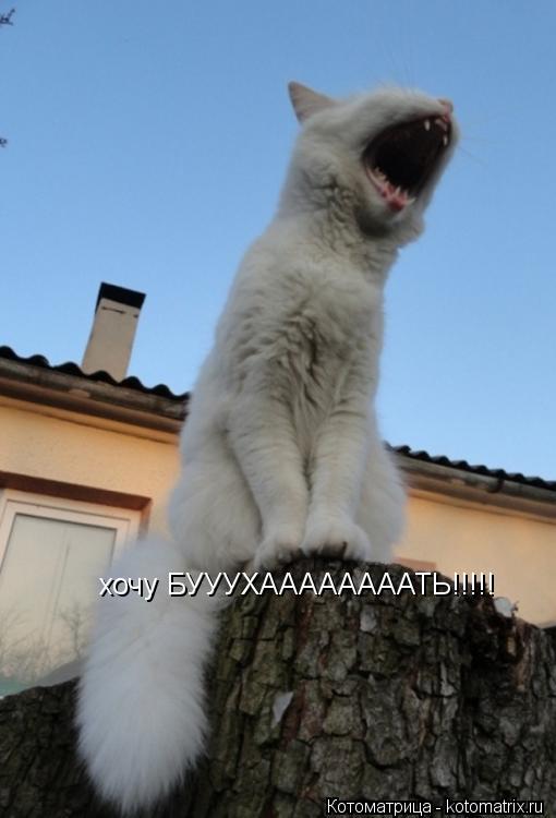 Котоматрица: хочу БУУУХААААААААТЬ!!!!!