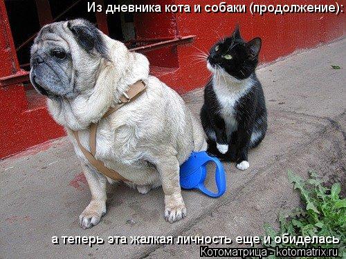 Котоматрица: Из дневника кота и собаки (продолжение):  а теперь эта жалкая личность еще и обиделась