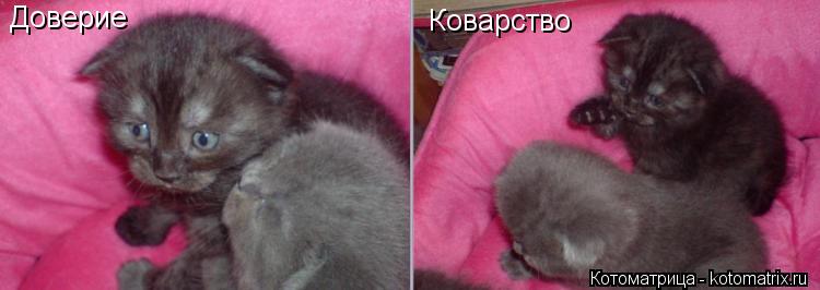 Котоматрица: Коварство Доверие