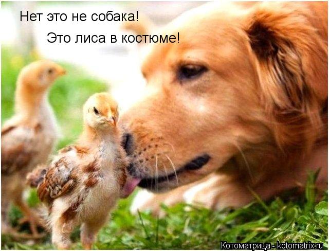 Котоматрица: Нет это не собака! Это лиса в костюме!