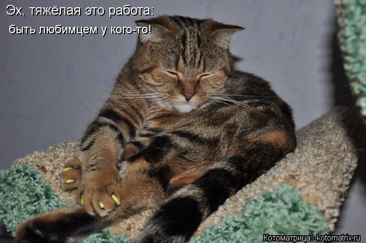 Котоматрица: Эх, тяжёлая это работа:  быть любимцем у кого-то!