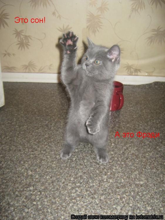Котоматрица: Это сон! А это Фрэди