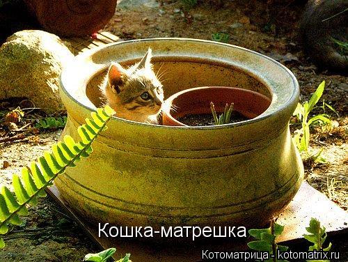Котоматрица: Кошка-матрешка