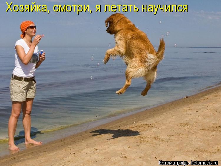 Котоматрица: Хозяйка, смотри, я летать научился