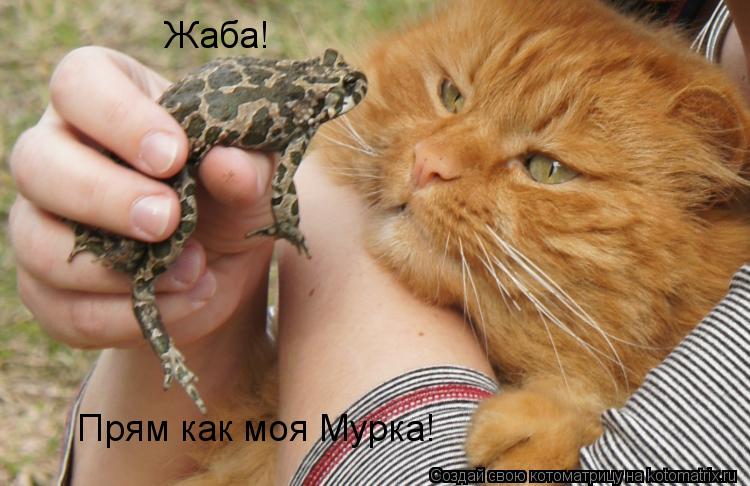Котоматрица: Жаба! Прям как моя Мурка!
