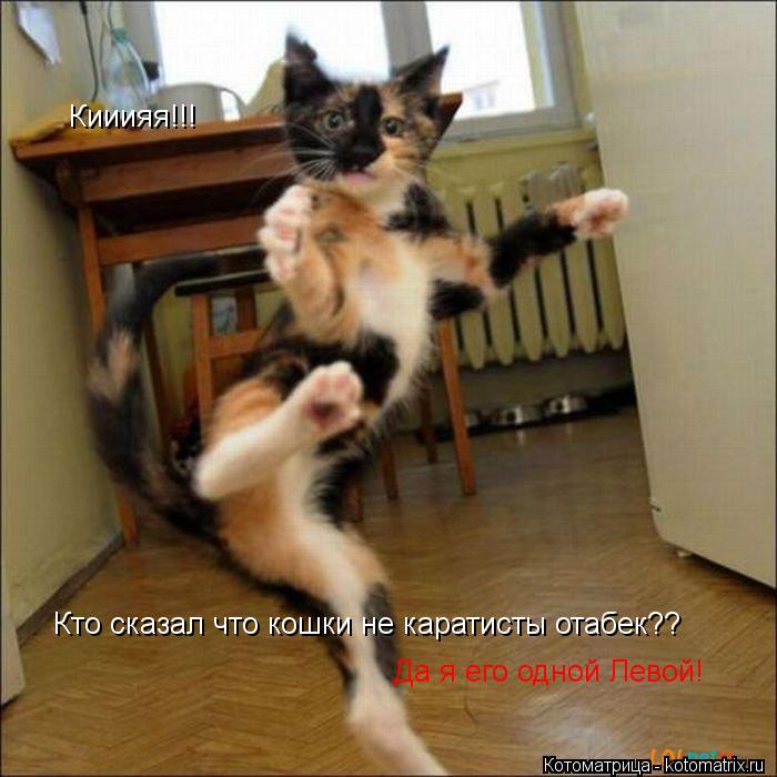 Котоматрица: Кииияя!!! Кто сказал что кошки не каратисты отабек??  Да я его одной Левой!