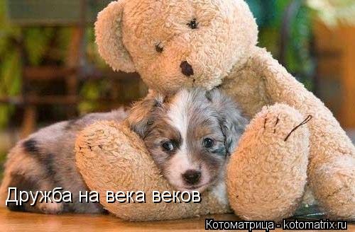 Котоматрица: Дружба на века веков