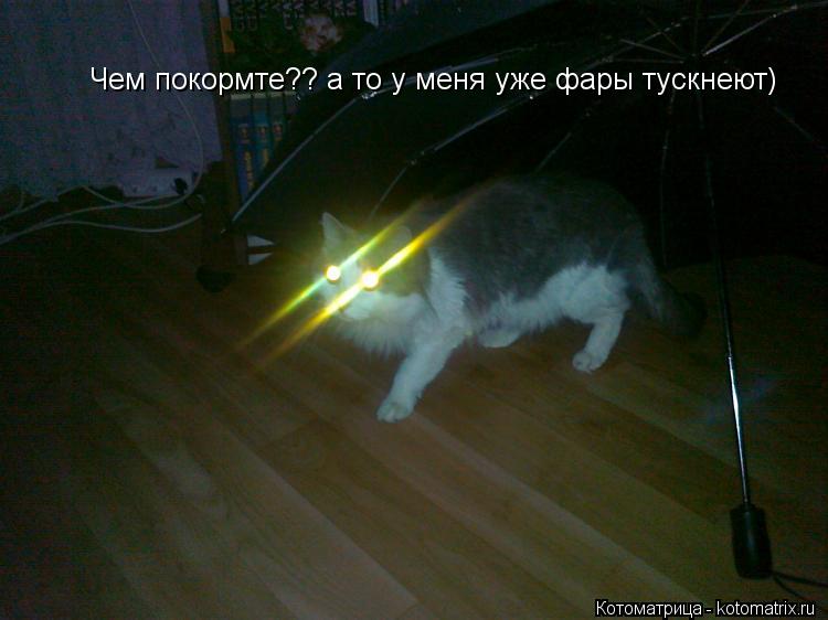 Котоматрица: Чем покормте?? а то у меня уже фары тускнеют)